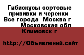 Гибискусы сортовые, прививки и черенки - Все города, Москва г.  »    . Московская обл.,Климовск г.